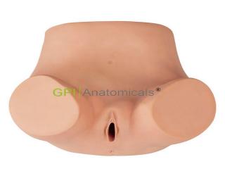 GPI/1038刮宮操作模型