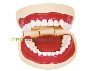 GPI/1023口腔清潔操作模型(帶舌)