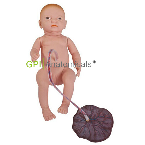 GPI/H132高級新生兒臍帶護理模型