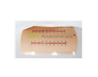 GPI/W204B普通皮膚切開縫合監測考核指導模型
