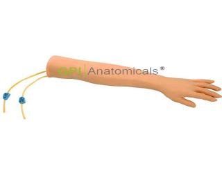 GPI/1095經濟型左右手靜脈注射操作模型