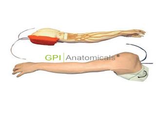 GPI/HS39完整靜脈穿刺手臂模型