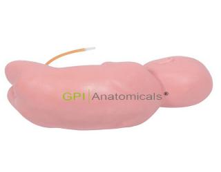 GPI/L68B高級嬰兒腰椎穿刺模型