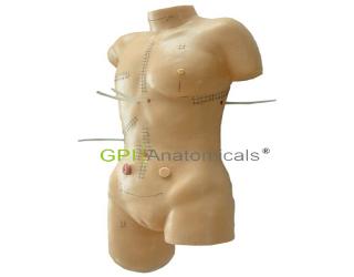 GPI/LV18外科縫合包扎展示模型