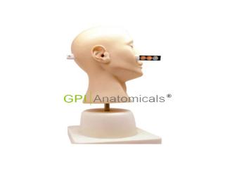 GPI/LV41高級耳病理診斷模型