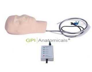 GPI/LV17高級鼻腔出血模型