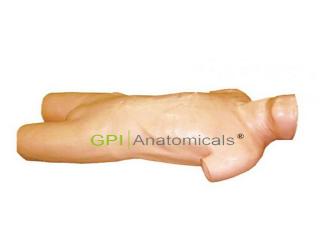GPI/L261高級腹腔穿刺訓練模型
