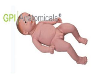 GPI/FT1高級足月胎兒模型（男嬰、女嬰任選）
