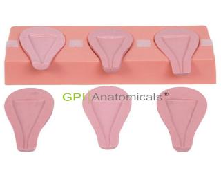 GPI/FT33A高級人工流產模擬子宮