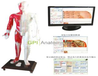 麗水GPI/MAW-170E光電感應多媒體人體針灸穴位發光模型