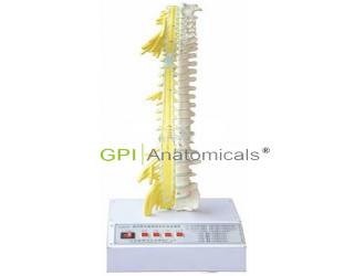 GPI/A18222/1脊柱骨與脊神經關系電動模型