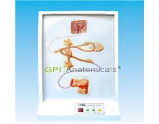 GPI/A17212交感神經纖維走動電動模型