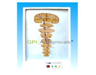 GPI/A17213一般內臟感覺傳導通路電動模型