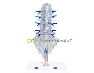 GPI/A18228腰骶椎椎間盤和脊神經電動模型