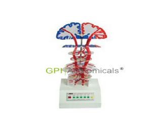 GPI/A16015錐體系（皮質核束）電動模型