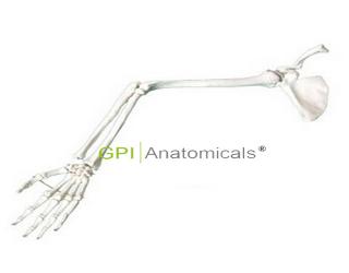 GPI/A11123手臂骨、肩胛骨、鎖骨模型