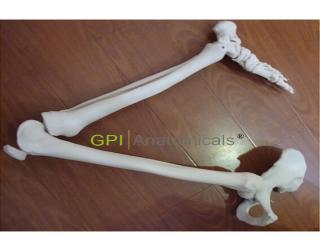 GPI/A11130下肢骨連髖骨模型