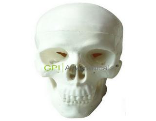 GPI/A11114兒童頭顱骨模型