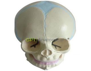 GPI/A11115嬰兒頭顱骨模型