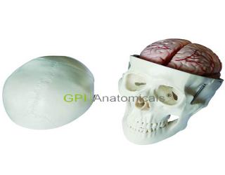 GPI/XC104E頭骨帶8部分腦動脈模型