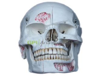 GPI/KJ1仿真頭顱模型（10部分）