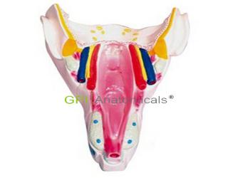 GPI/A42038咽喉壁肌模型