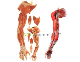 GPI/A11305上肢肌肉附血管神經模型