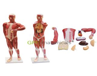 GPI/A42047人體肌肉及胸腹腔臟器解剖模型