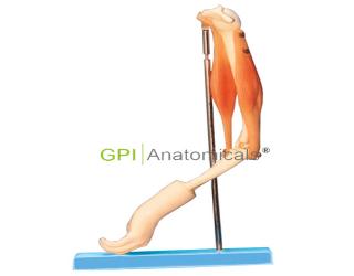 GPI/A11210肘關節與肌肉示教模型