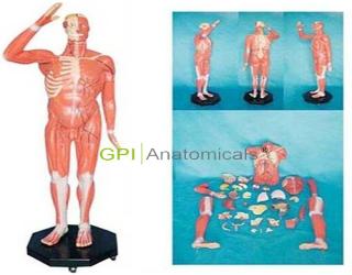 GPI/A11301/2人體全身肌肉附內臟模型