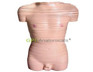 GPI/A30003男性軀干橫斷斷層解剖模型