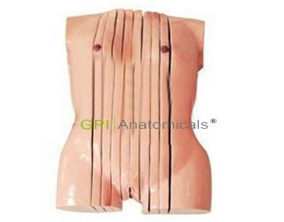 GPI/A30006女性人體軀干矢狀斷層解剖模型