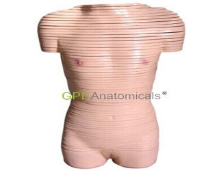 GPI/A30007女性軀干橫斷斷層解剖模型