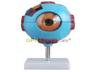 GPI/A17103眼球放大模型