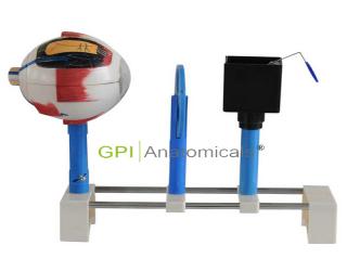 GPI/A17108眼球儀模型
