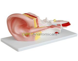 GPI/A17201-1中耳解剖放大模型