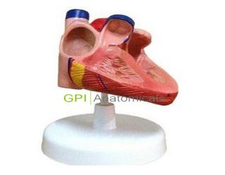 GPI/A16029心臟傳導系模型
