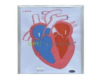 GPI/A16028心臟收縮、舒張與瓣膜開閉演示模型