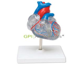GPI/A16026透明心臟模型