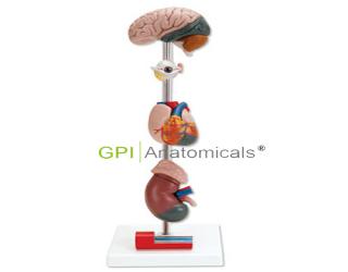 GPI/A16014高血壓模型