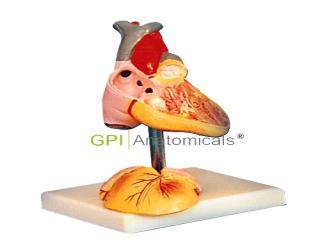 GPI/A16008兒童心臟解剖放大模型