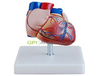 GPI/A16003新型自然大心臟解剖模型
