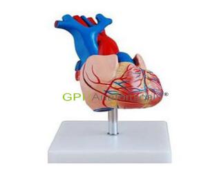 GPI/A16002自然大心臟解剖模型