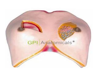 GPI/A15114乳房解剖模型