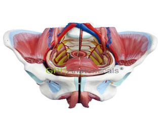 GPI/A15107高級女性骨盆附生殖器與血管神經模型