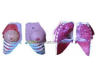 GPI/A15110女性乳房解剖模型