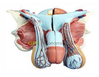GPI/A15102男性生殖器層次解剖模型