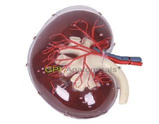 GPI/A14008透明腎臟放大模型