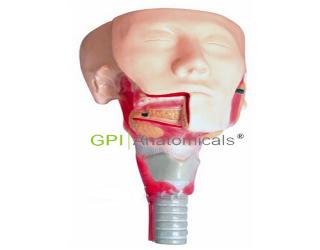 GPI/A13514唾液腺及咽肌解剖模型