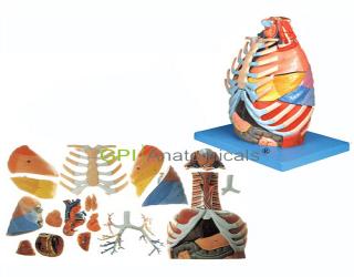GPI/A13016胸腔解剖模型